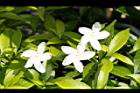 珍珠山馬茶-花03.JPG