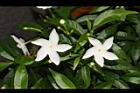 珍珠山馬茶-花04.JPG