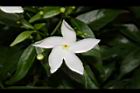 珍珠山馬茶-花09.JPG