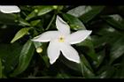 珍珠山馬茶-花10.JPG