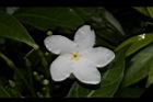 珍珠山馬茶-花12.JPG