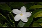 珍珠山馬茶-花13.JPG
