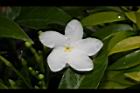 珍珠山馬茶-花14.JPG