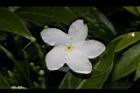 珍珠山馬茶-花16.JPG