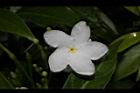 珍珠山馬茶-花17.JPG