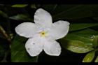 珍珠山馬茶-花19.JPG