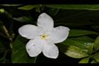 珍珠山馬茶-花21.JPG