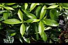 珍珠山馬茶-葉02.JPG