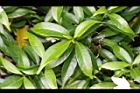 珍珠山馬茶-葉05.JPG