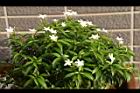 珍珠山馬茶01.JPG