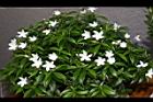珍珠山馬茶03.JPG