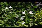 珍珠山馬茶09.JPG