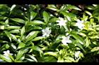 珍珠山馬茶10.JPG