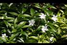 珍珠山馬茶11.JPG