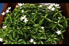 珍珠山馬茶13.JPG