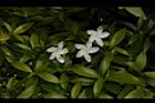 珍珠山馬茶14.JPG