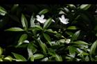 珍珠山馬茶17.JPG