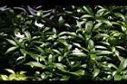 珍珠山馬茶19.JPG