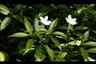 珍珠山馬茶24.JPG