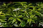 珍珠山馬茶25.JPG