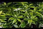 珍珠山馬茶26.JPG