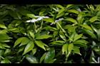 珍珠山馬茶28.JPG