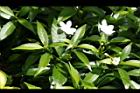 珍珠山馬茶29.JPG
