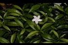 珍珠山馬茶31.JPG