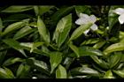 珍珠山馬茶32.JPG