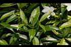 珍珠山馬茶33.JPG