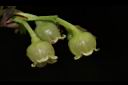 珍珠花-花07.JPG