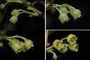 珍珠花-花1.jpg