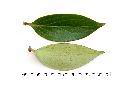珍珠花-葉08.JPG