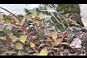 珍珠花07.JPG