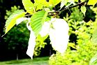 珙桐-花20.JPG