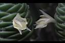 球薑-花7.JPG