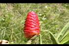 球薑-紅花序05.JPG