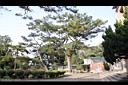琉球松08.jpg