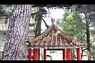 琉球松-莖-仁農05.JPG