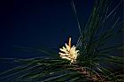 琉球松-雄花01.JPG
