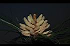琉球松-雄花19.JPG
