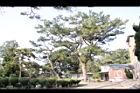 琉球松06.jpg