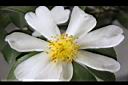 琉球短柱茶-花蕊04.JPG