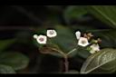 琉球莢迷-花01.JPG