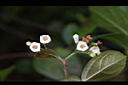 琉球莢迷-花02.JPG
