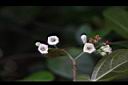 琉球莢迷-花04.JPG