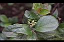 琉球莢迷-花苞00.JPG