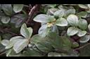 琉球莢迷-葉00.JPG