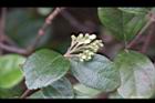 琉球莢迷-花苞04.JPG