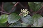 琉球莢迷-花苞05.JPG